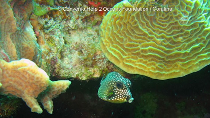Trunkfishes (10)_8122